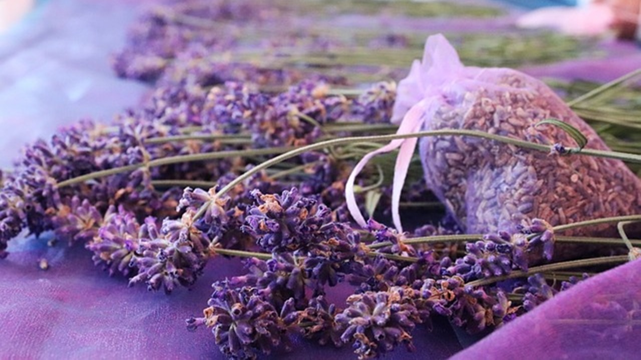 lavanda