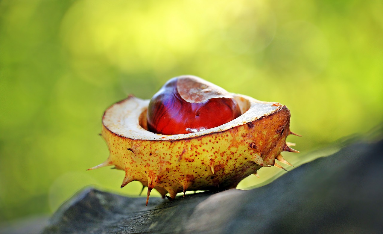 castagne matte