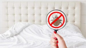 Cosa sono e come proteggersi dalle cimici del letto