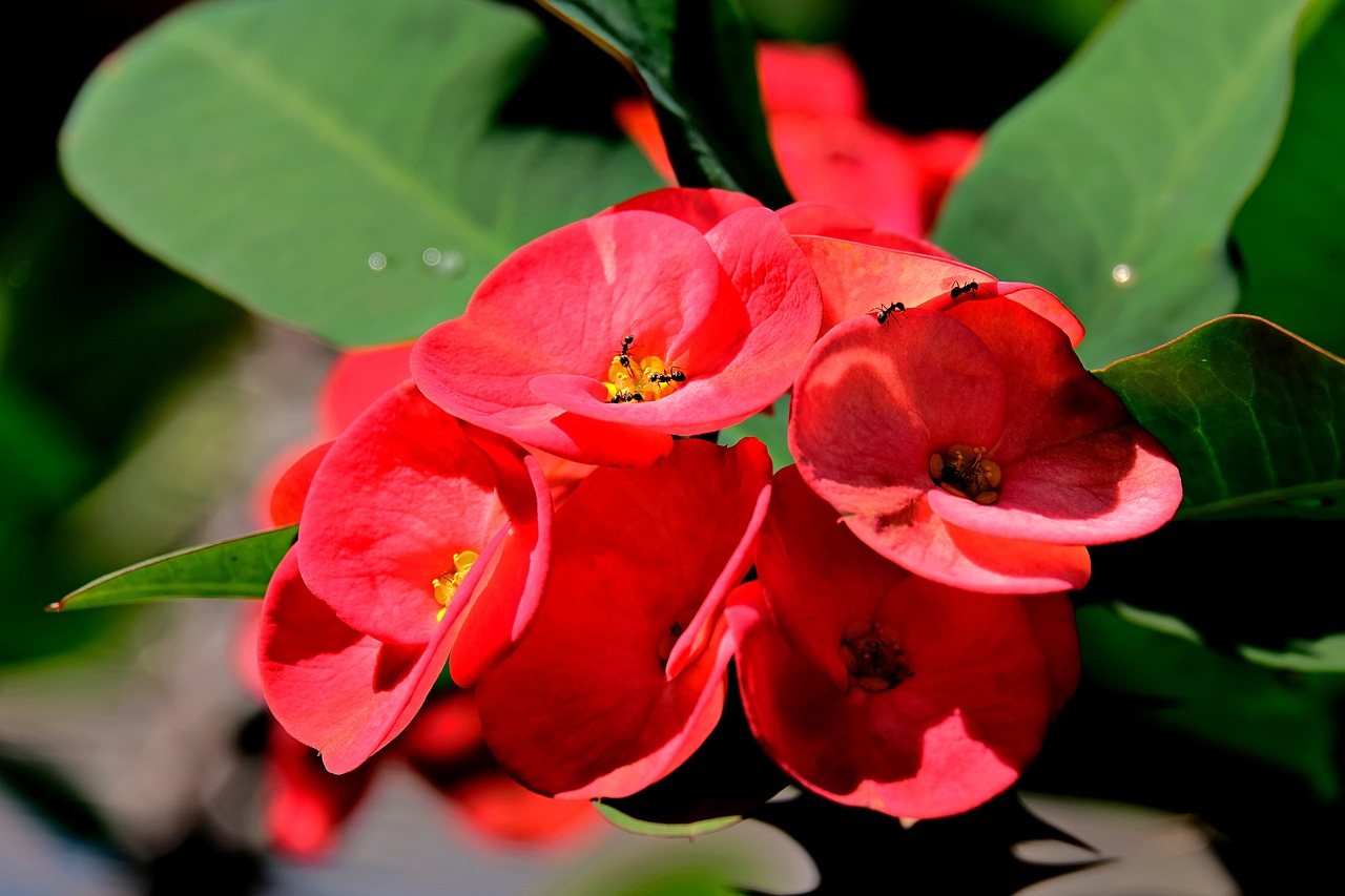 fiori corona di cristo