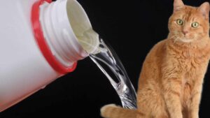 Perché ai gatti piace l’odore della candeggina? Questa è la risposta