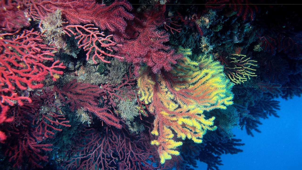 gorgonia corallo