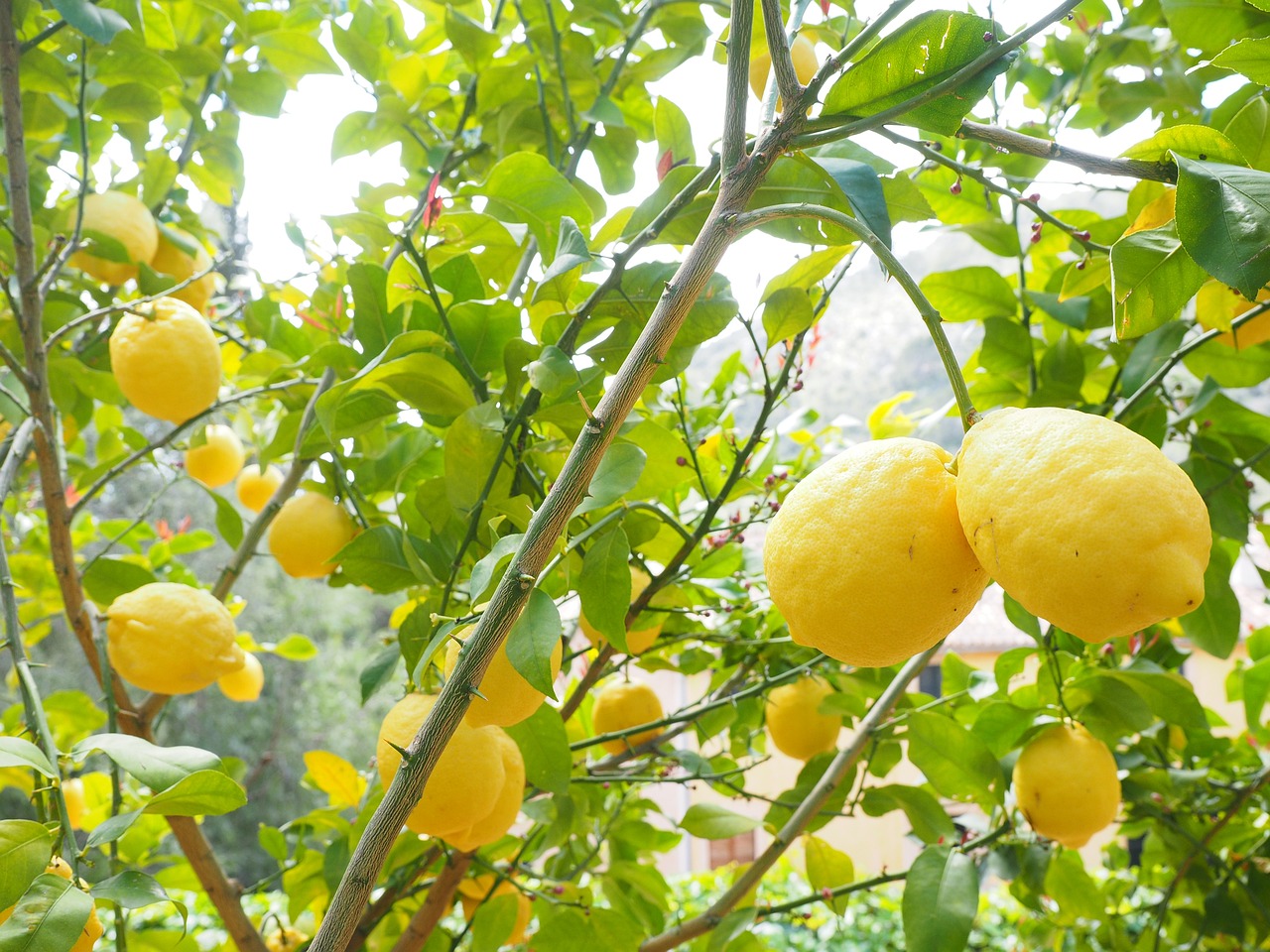 rigogliosa pianta di limoni