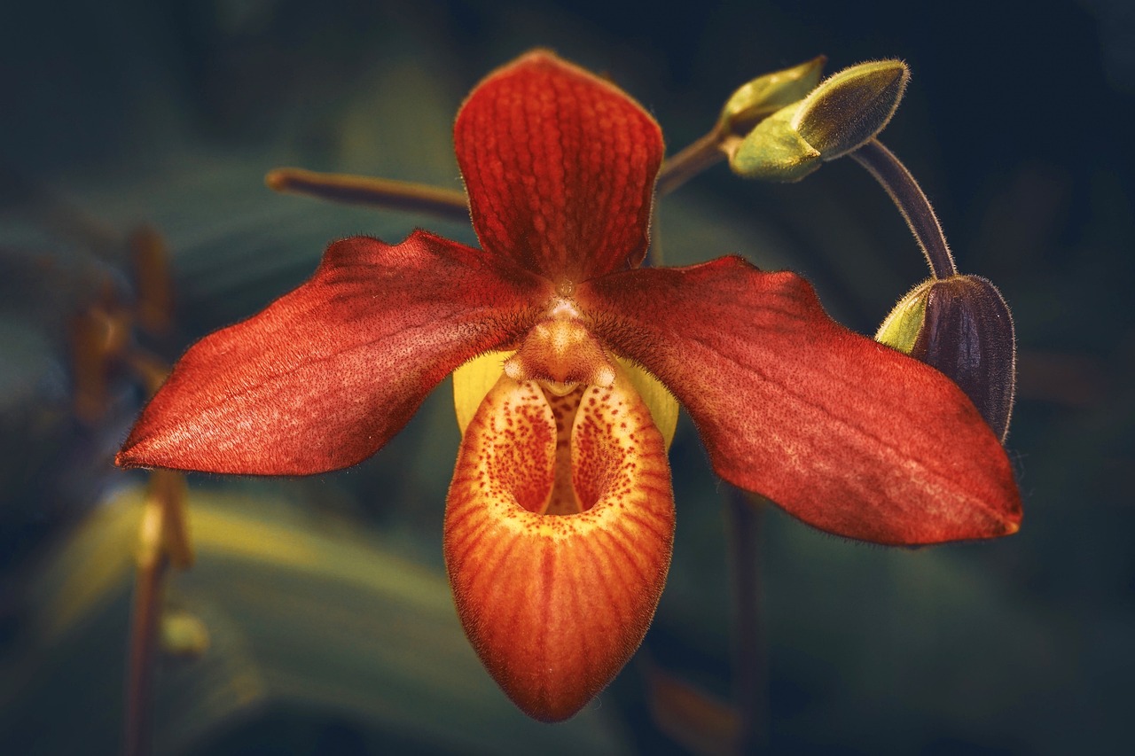 orchidea rossa