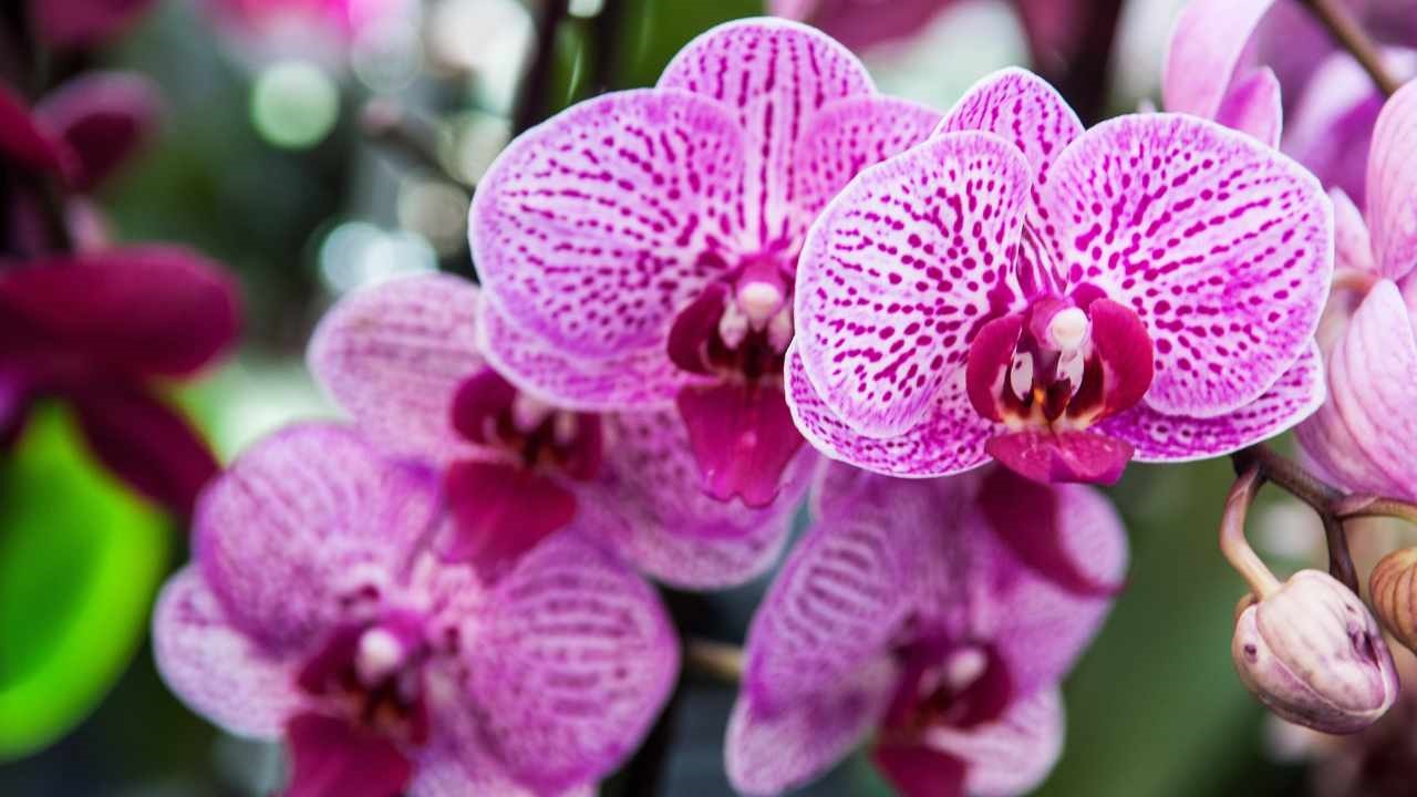 orchidee foglie rigate