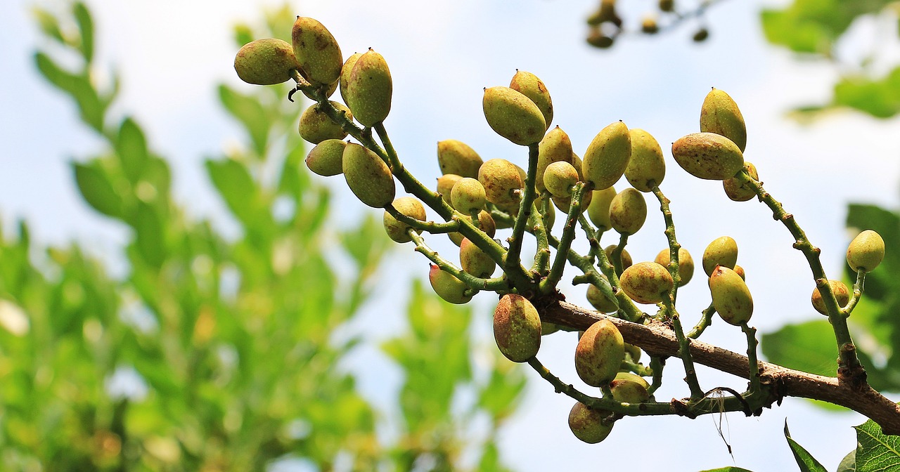 albero del pistacchio