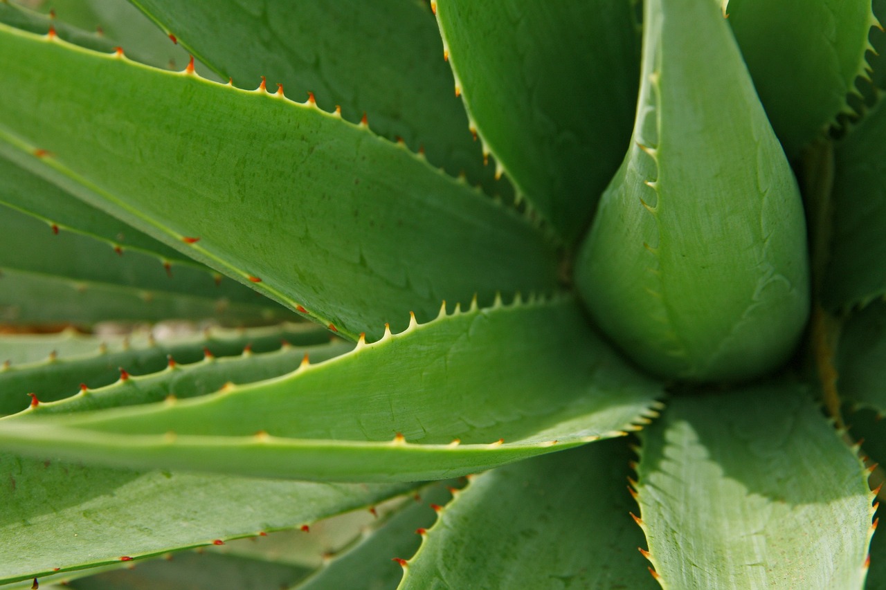 Foglie di aloe