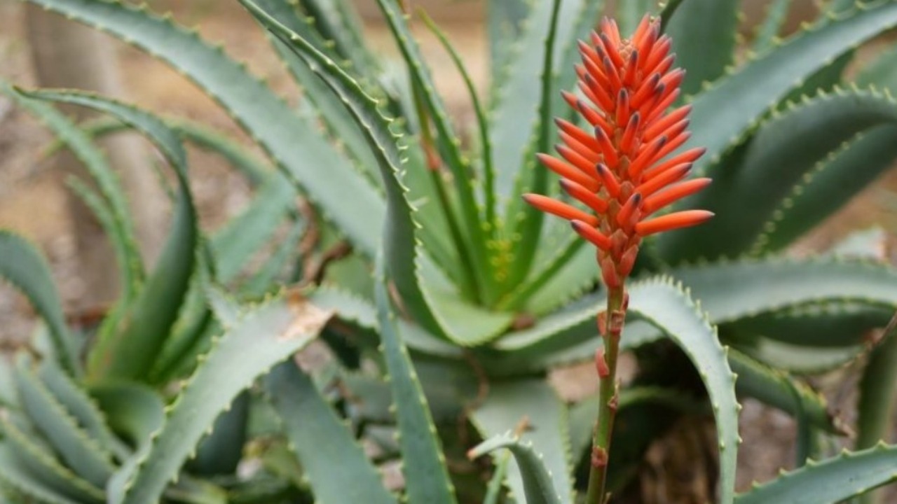 Pianta di aloe