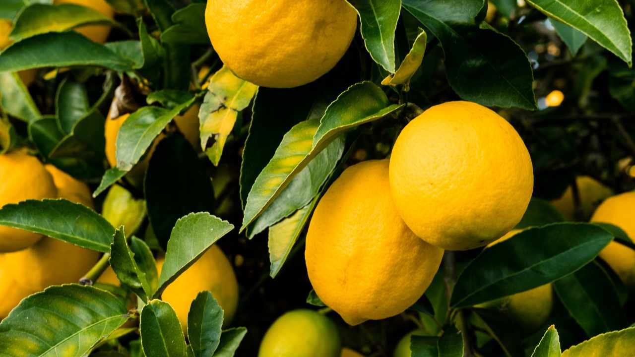 Coltivazione limoni