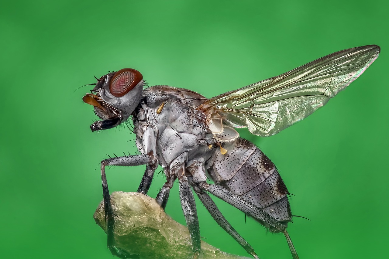 Mosca domestica