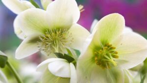 Come avere una bellissima fioritura dell’Elleboro o Rosa di Natale