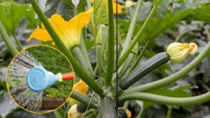 Quanto e quando annaffiare le zucchine per non farle diventare amare