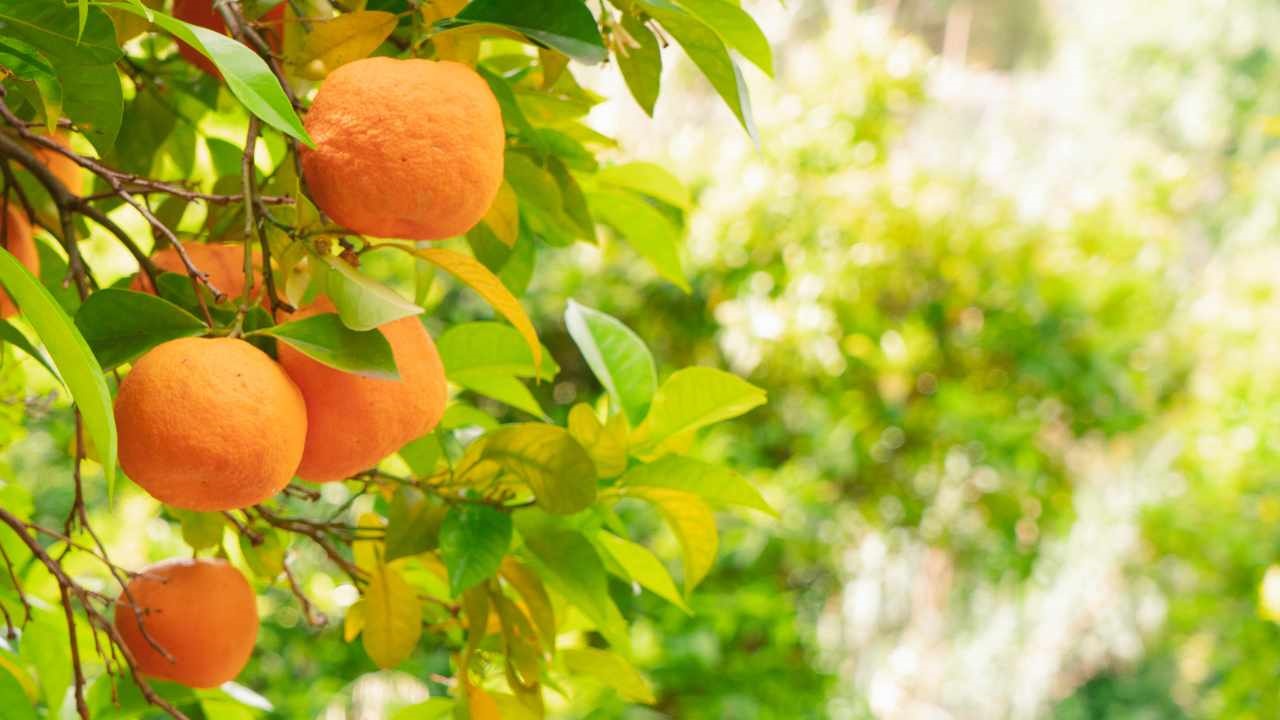 arancio foglie gialle