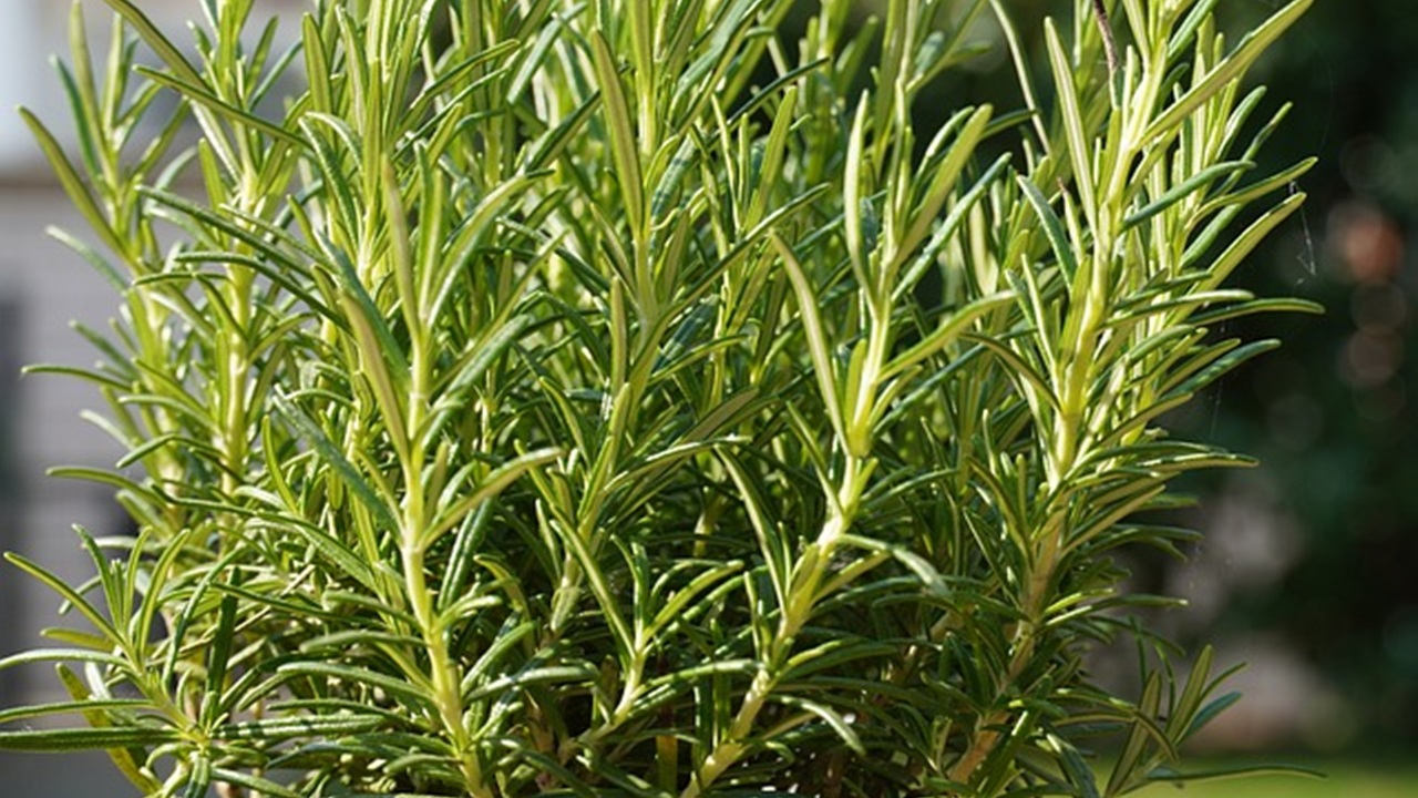 erba aromatica