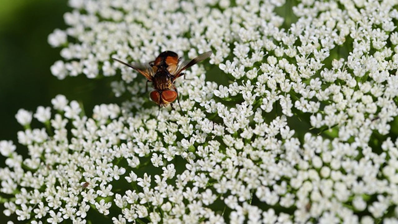 pimpinella