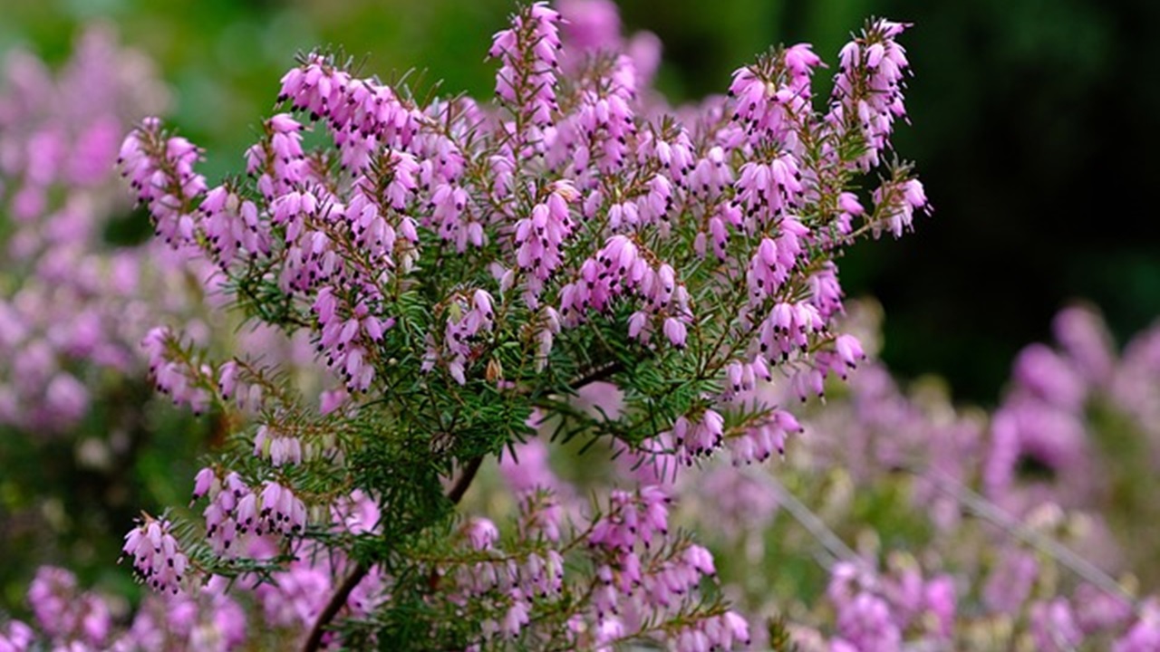 calluna