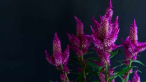 celosia