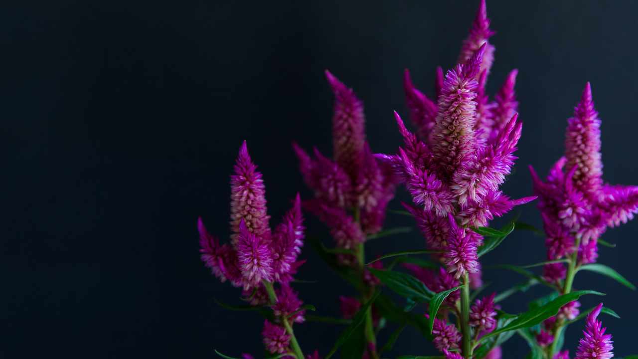 celosia