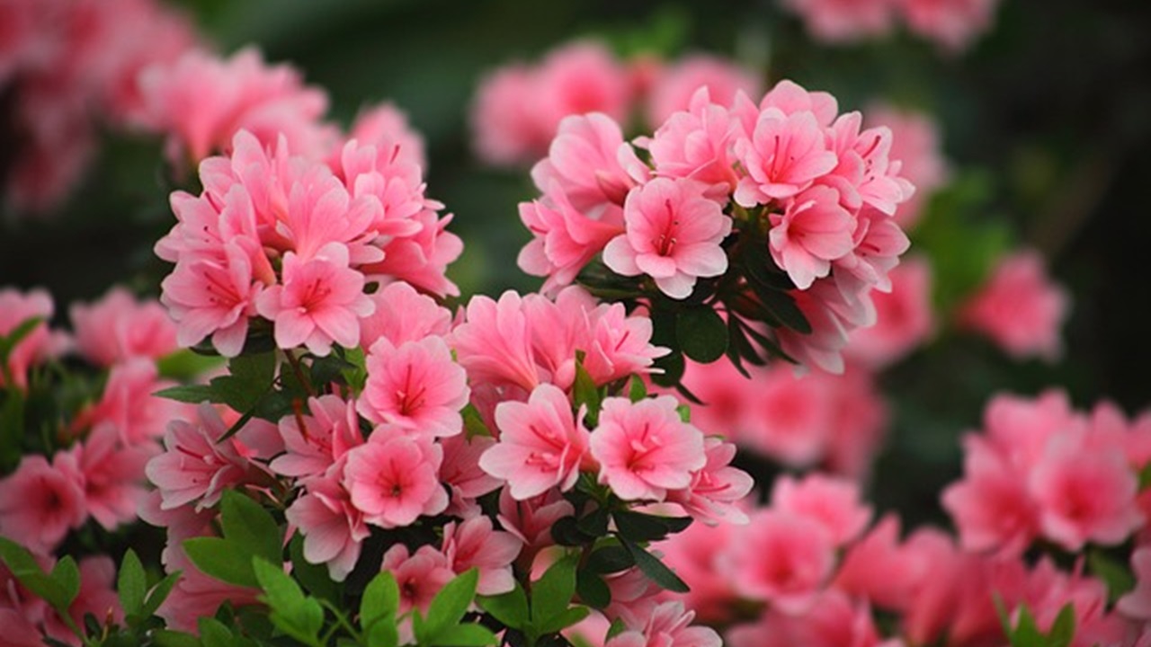 azalea