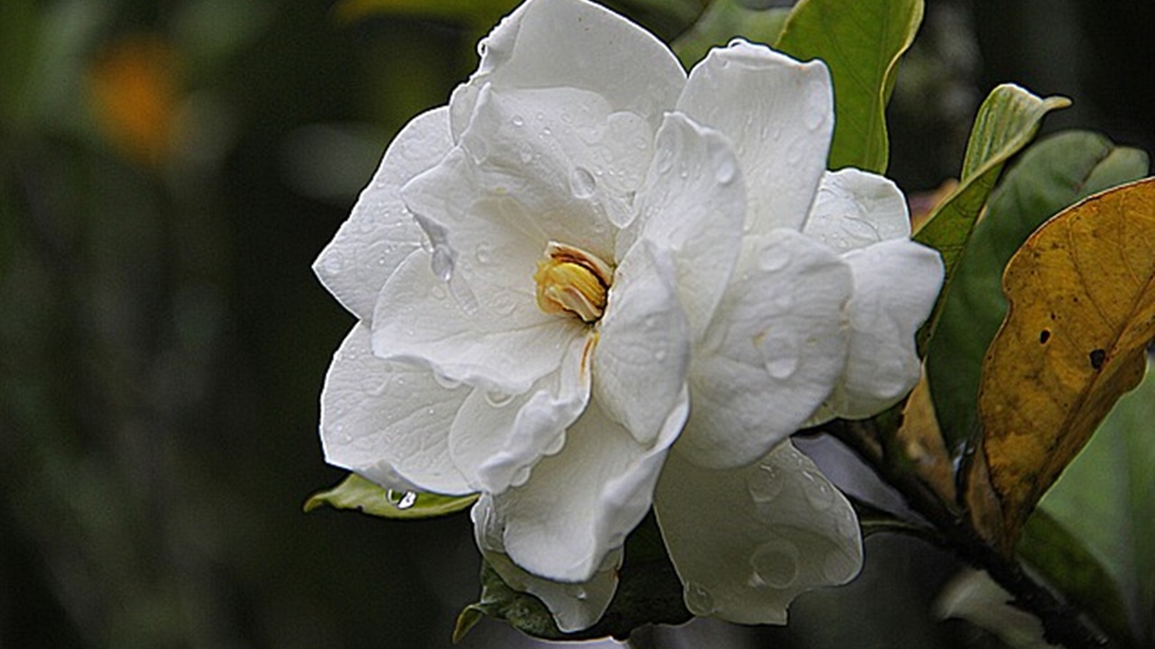 gardenia