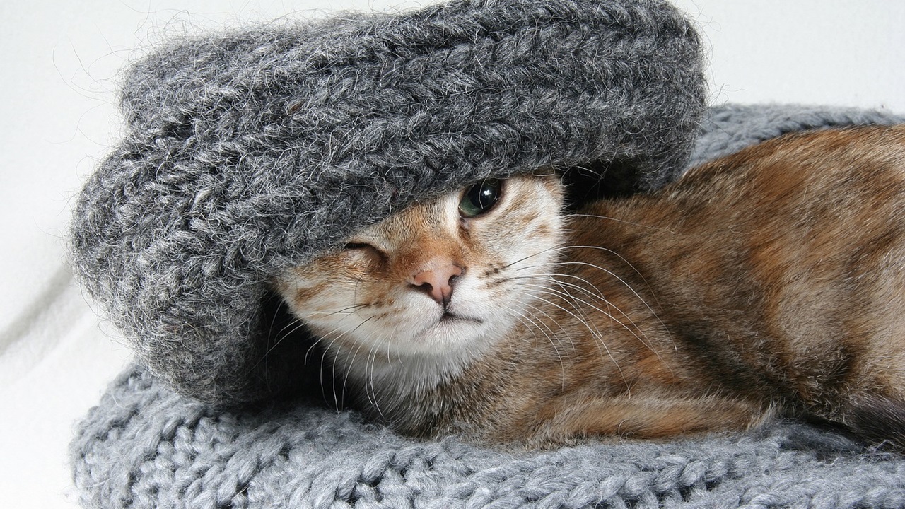 maglioni lana gatto