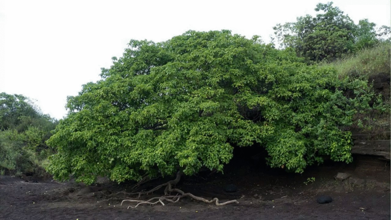 albero velenoso