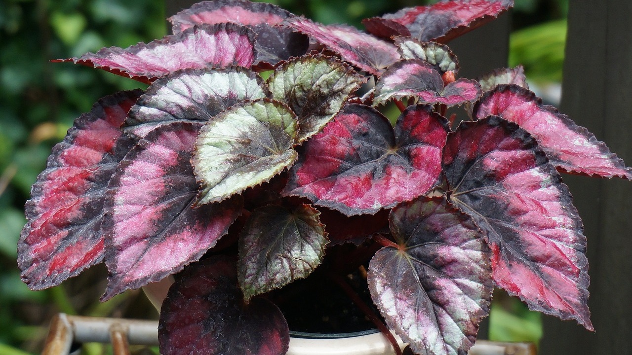 begonia rex