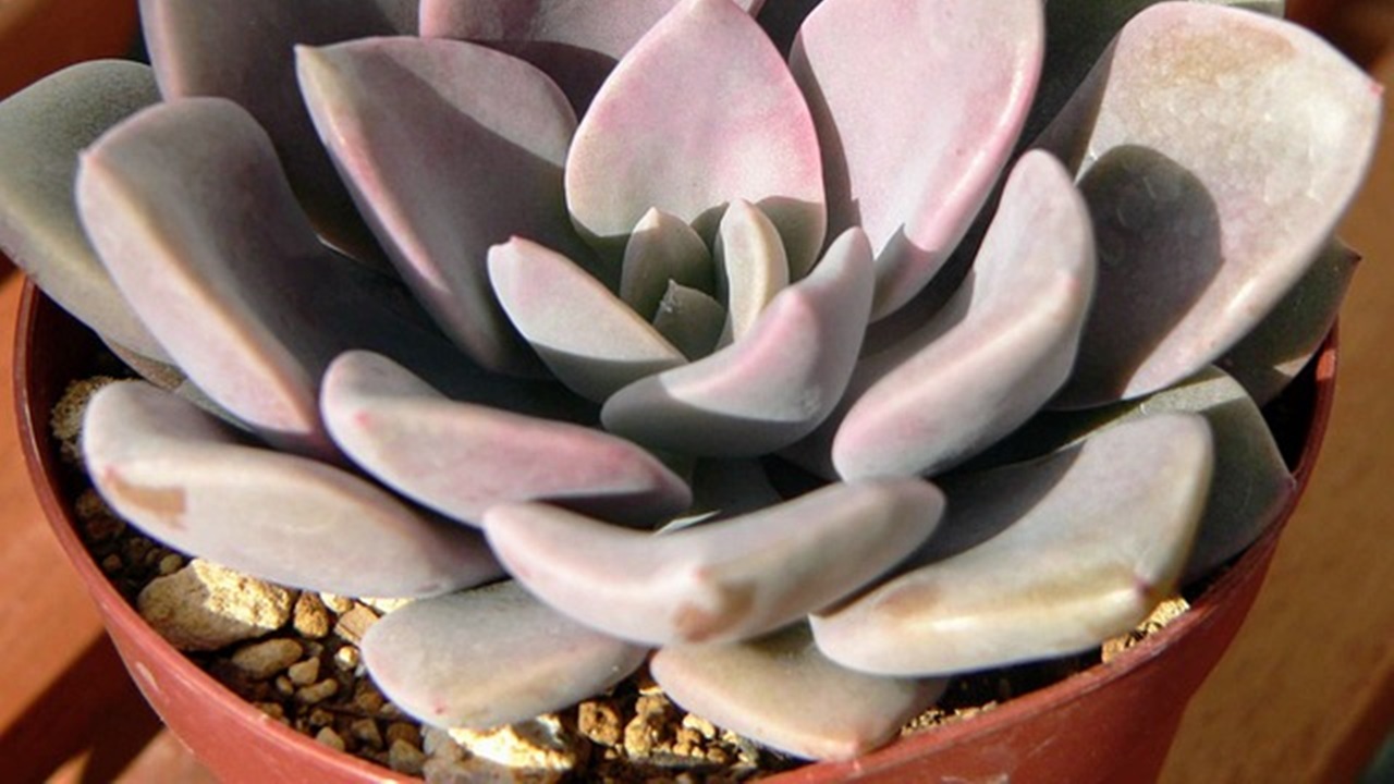 succulenta