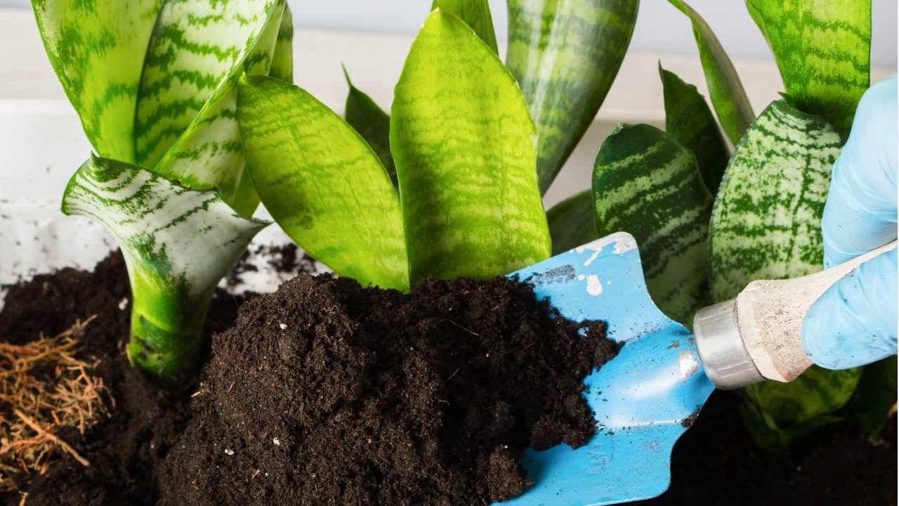 La tua Sansevieria non cresce? Il motivo potrebbe essere questo  --- (Fonte immagine: https://www.comestarbene.com/wp-content/uploads/2023/11/sansevieria.jpg)