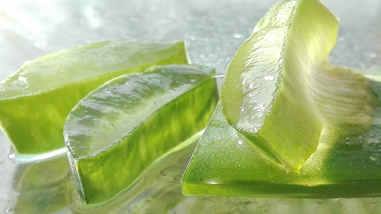 Macro aloe vera