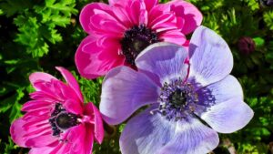 Tutto quello che c’è da sapere sull’Anemone