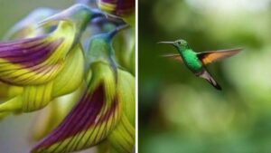 I fiori di questa pianta sembrano dei colibrì: come si chiama e tutto quello che dovete sapere