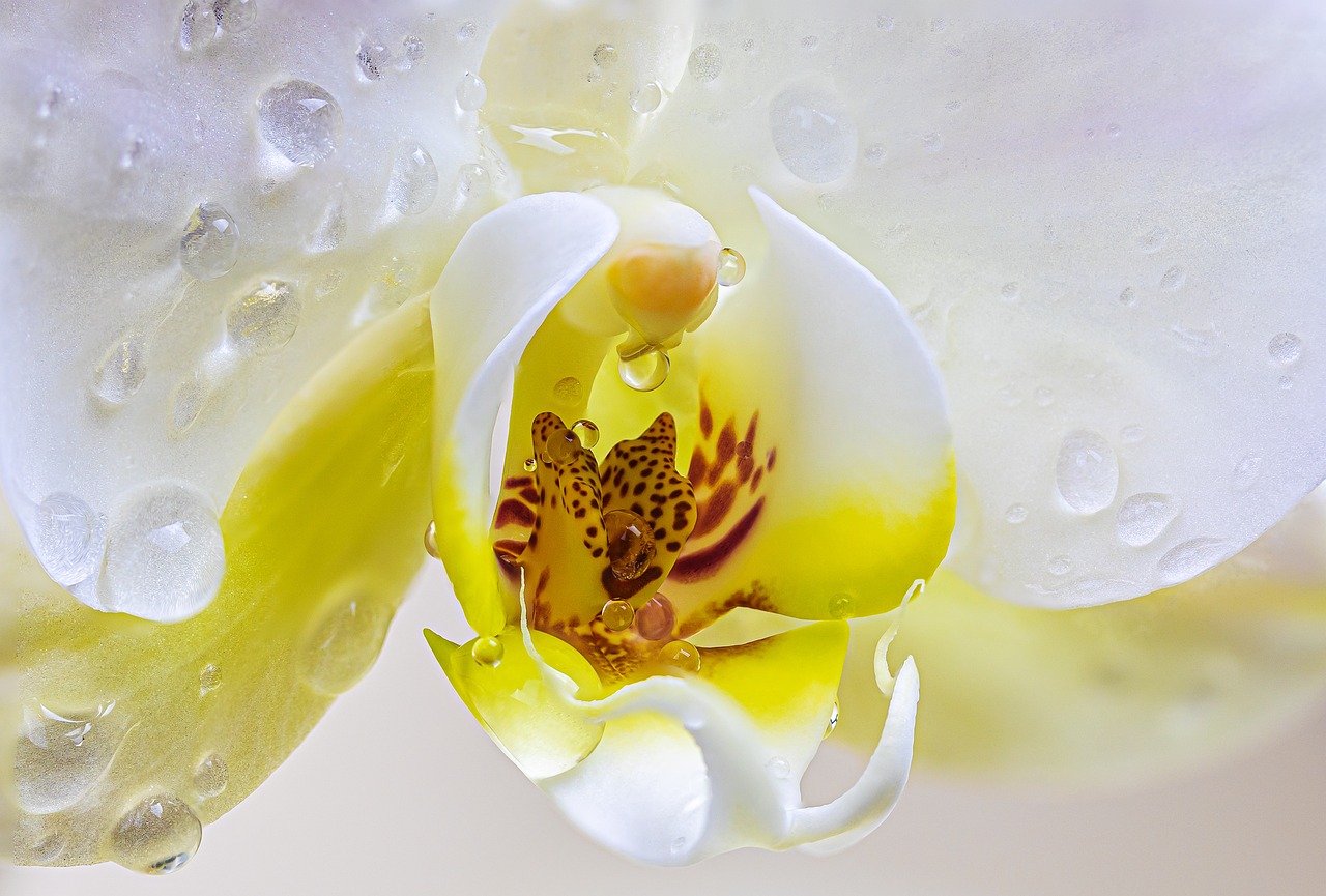 Orchidea primo piano