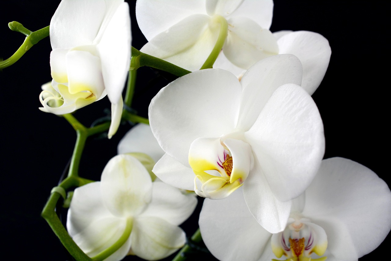 Orchidea di colore bianco