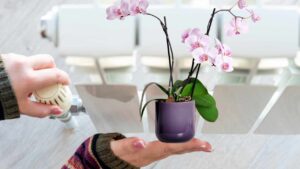 Orchidea e termosifoni accesi: qual è il rischio