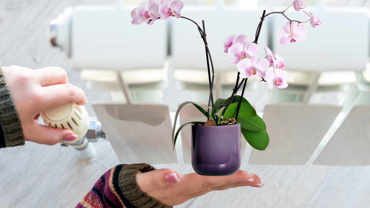 Orchidea in vaso