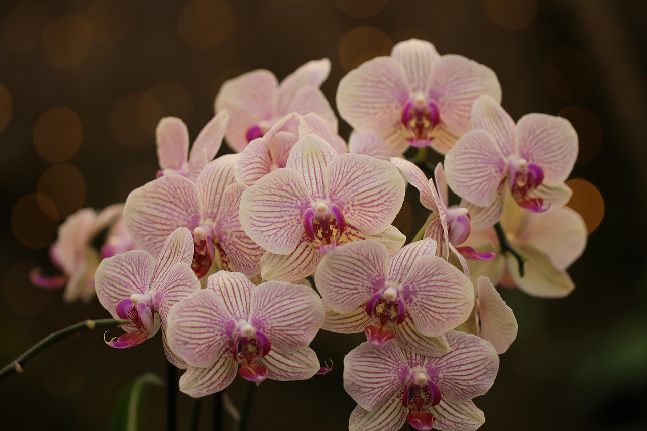 Impianto di orchidee