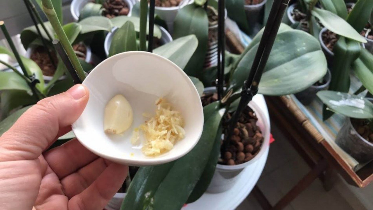 Spicchio d'aglio tra le orchidee