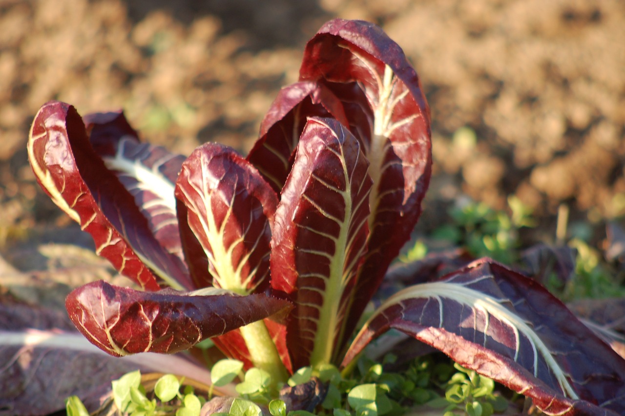 Radicchio