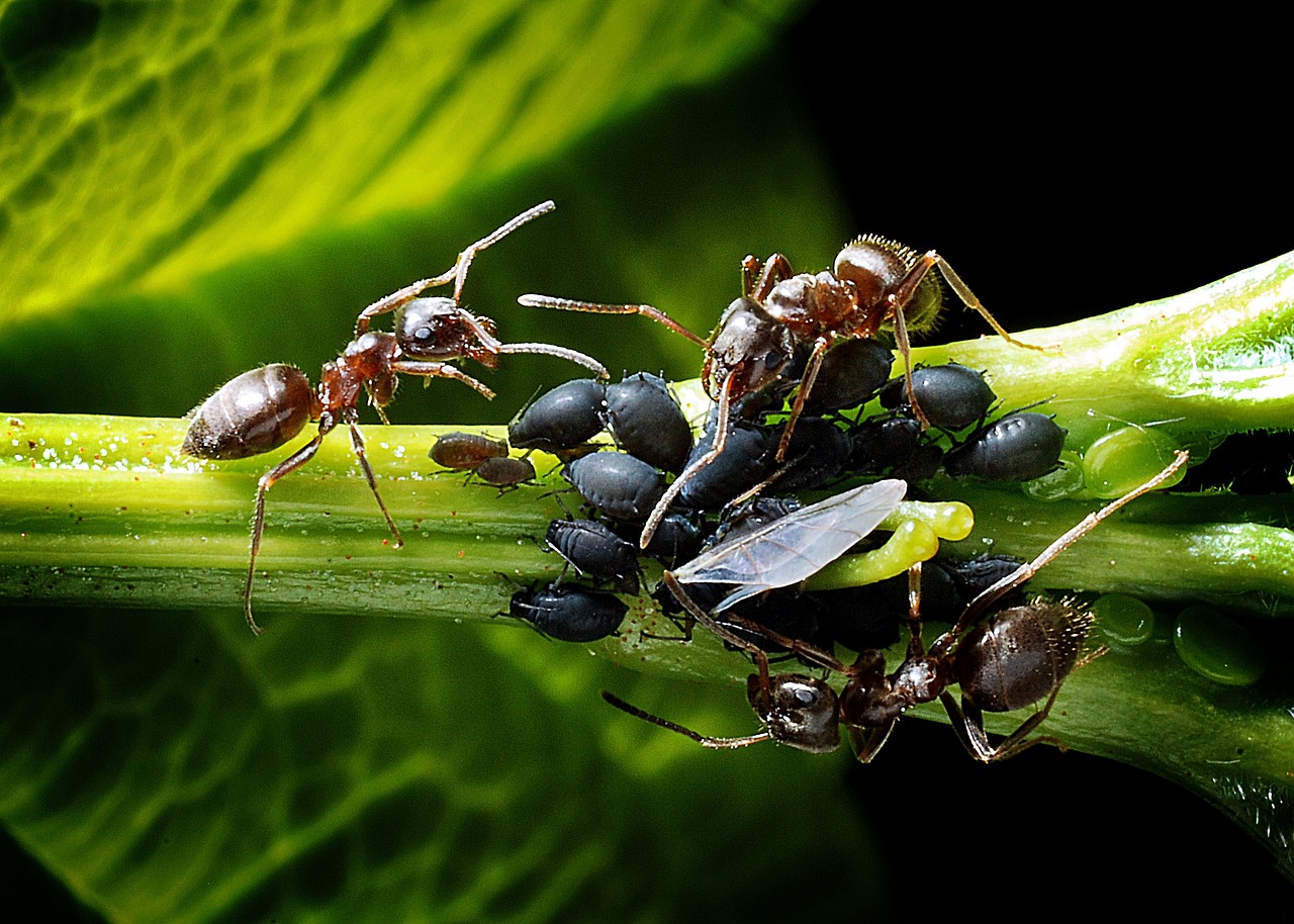 Afidi e formiche