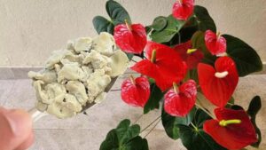 Anthurium, come avere un’esplosione di fiori: anche il vicinato vorrà conoscere il tuo segreto