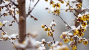 I fiori profumatissimi che aiutano contro lo stress: come coltivare il calicanto