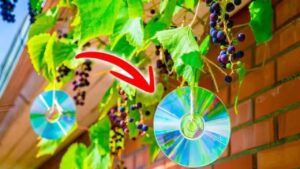 Perché è una cosa intelligente appendere i CD sugli alberi: il trucco che salva il tuo giardino