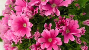 Cineraria, cos’è e come coltivare la pianta dai fiori meravigliosi