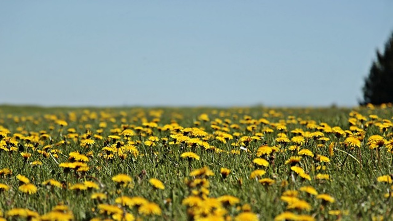 fiori gialli