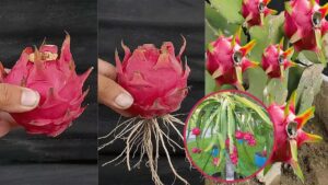 Come far crescere l’albero del dragon fruit da una pitaya: non comprerai mai più questo frutto