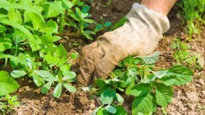 Ciao ciao erbacce, la ricetta della nonna per un diserbante naturale