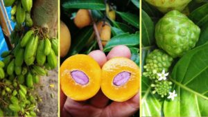 I 5 frutti più strani al mondo: uno puzza come dei calzini sporchi