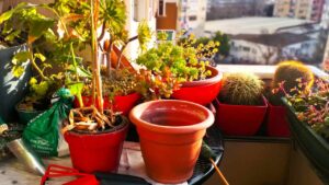 Cosa piantare a gennaio in giardino, nell’orto e sul tuo balcone