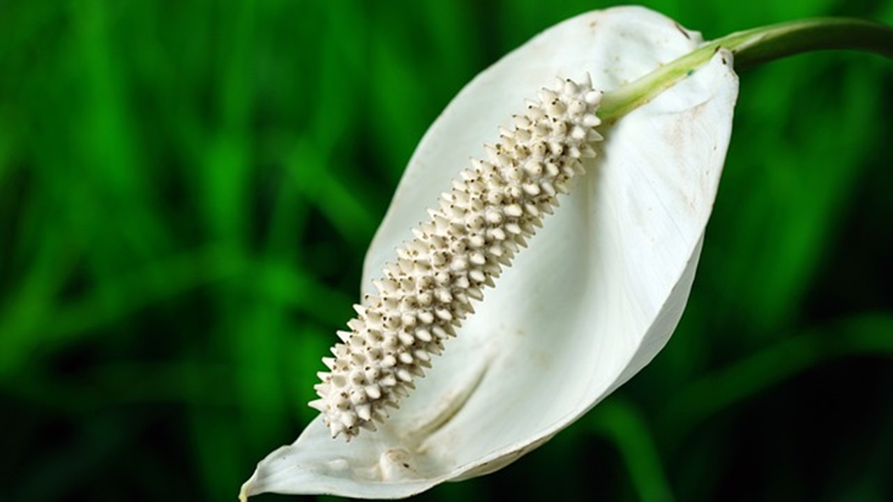 fiore bianco